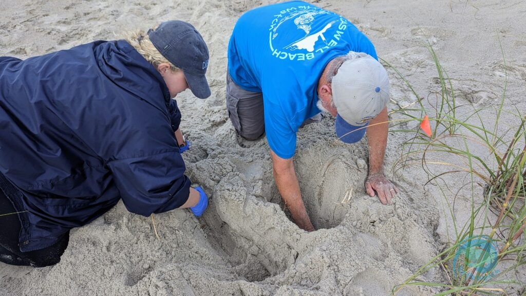 Caswell Beach 2024 Sea Turtle Nest #18