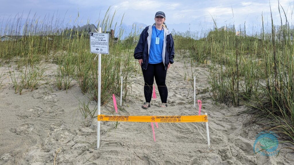 Caswell Beach 2024 Sea Turtle Nest #18