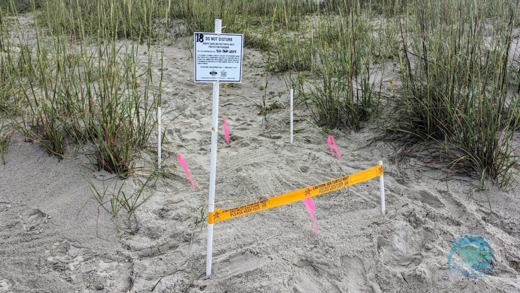 Caswell Beach 2024 Sea Turtle Nest #18