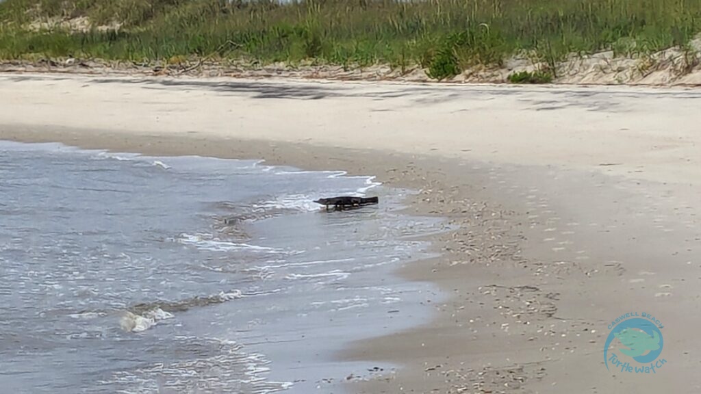 Caswell Beach 2024 Baby Gator