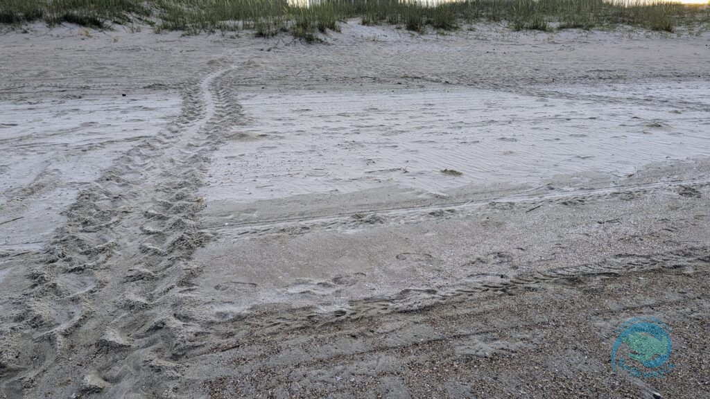 Caswell Beach 2024 Sea Turtle Nest #22