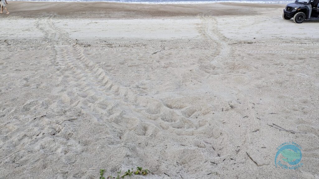 Caswell Beach 2024 Sea Turtle Nest #21