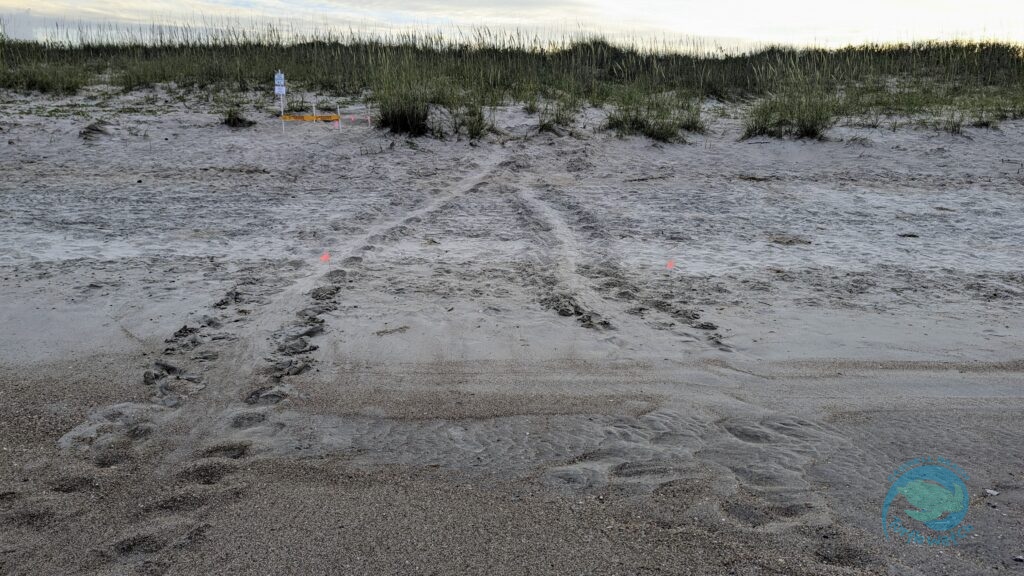 Caswell Beach 2024 Sea Turtle Nest #20