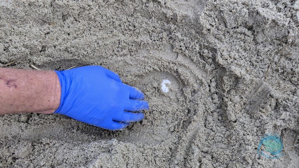 Caswell Beach 2024 Sea Turtle Nest #20