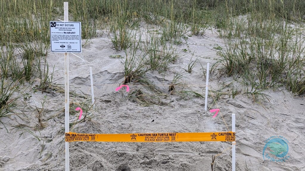 Caswell Beach 2024 Sea Turtle Nest #20