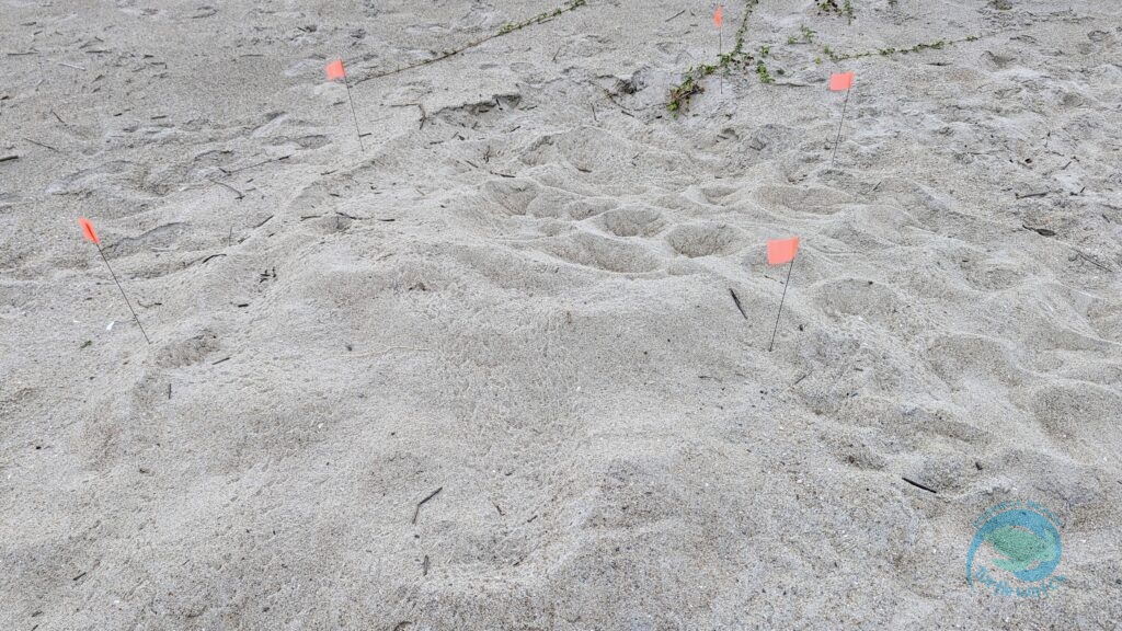 Caswell Beach 2024 Sea Turtle Nest #21