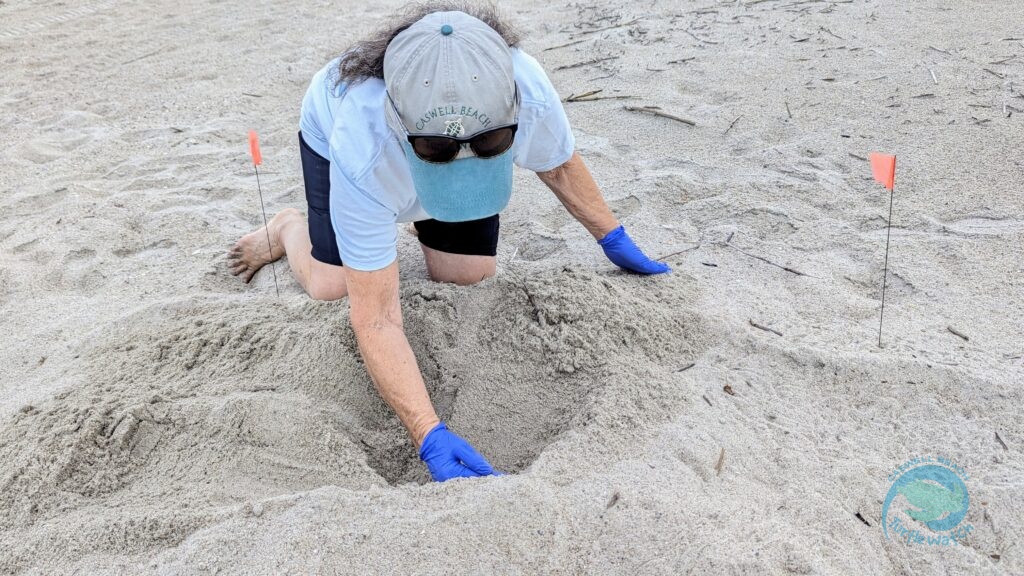 Caswell Beach 2024 Sea Turtle Nest #21