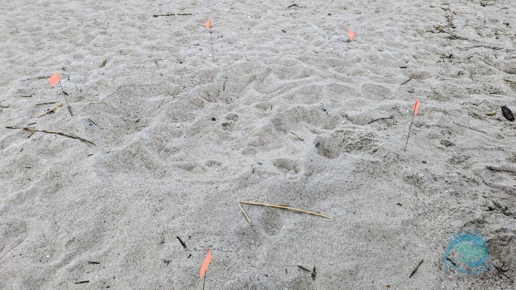 Caswell Beach 2024 Sea Turtle Nest #22