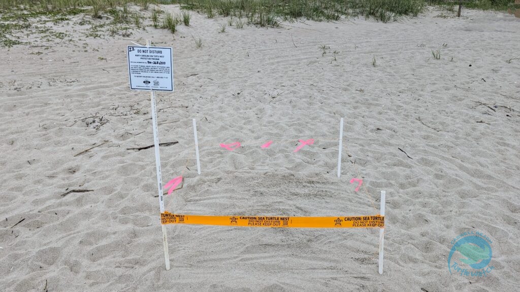 Caswell Beach 2024 Sea Turtle Nest #22