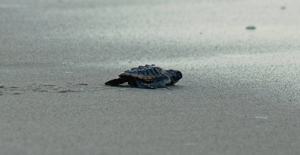 Heavy Rains Challenging Our Sea Turtle Hatchlings!