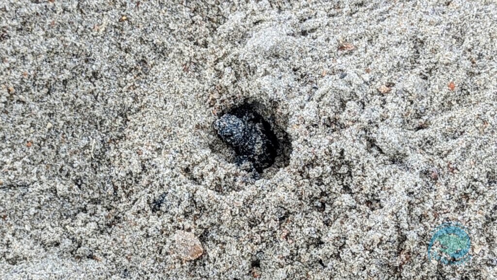 Hotline Call Saves Entrapped Kemp's Ridley Baby Turtle