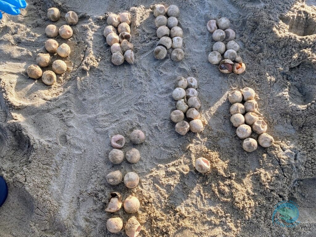 Caswell Beach's Last Sea Turtle Nest is Excavated