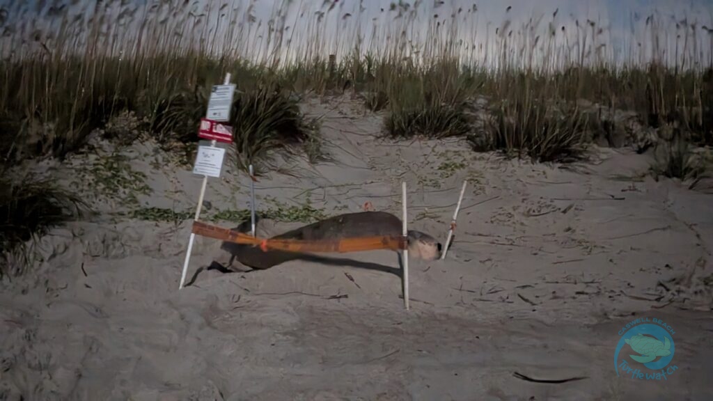 Returning Sea Turtle "Mama Caswell" Marks 15th-Year-Debut With Double Nest