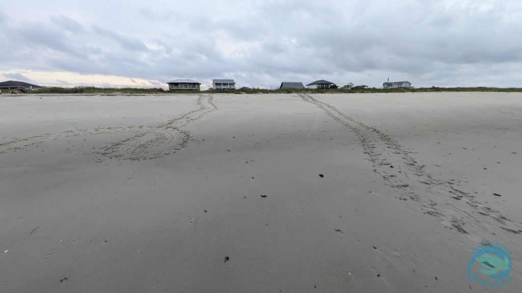 It's A Different Kind of Sea Turtle Season for Caswell Beach