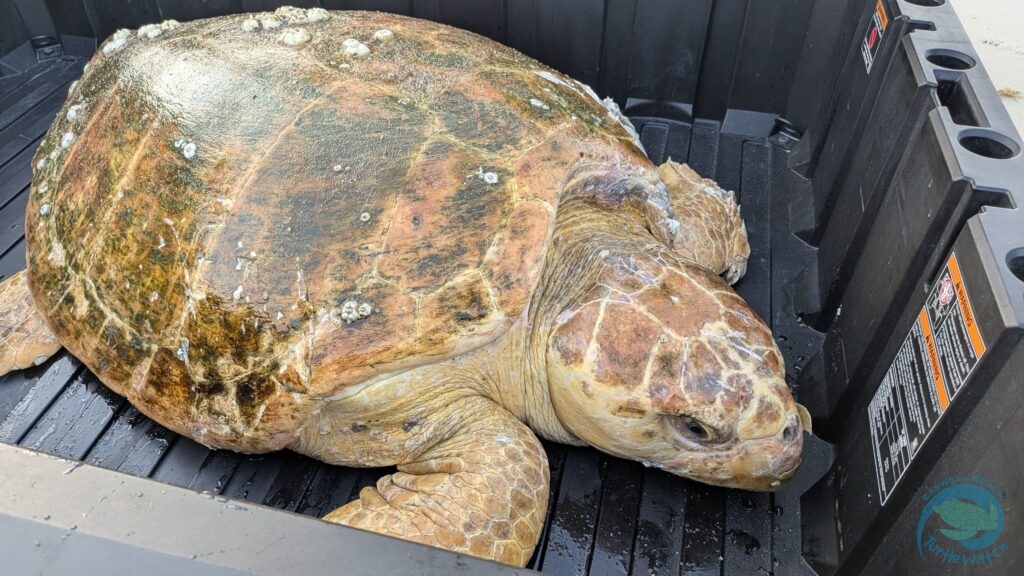 Turtle Patrol: Highs and Lows with Extraordinary Sea Turtles